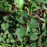 Plectranthus gardneri Thwaites